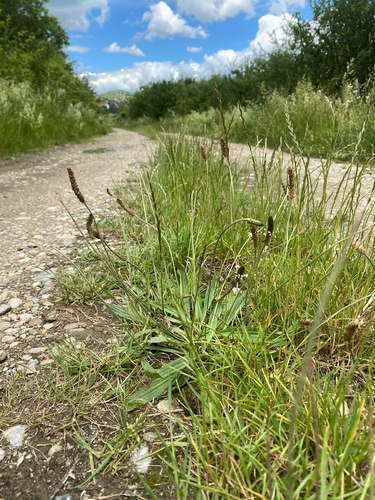 ribwort plantain