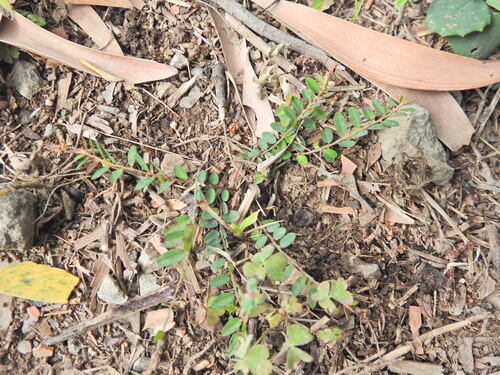 Phyllanthus virgatus, photograph 5