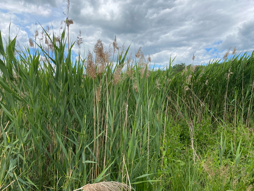 common reed