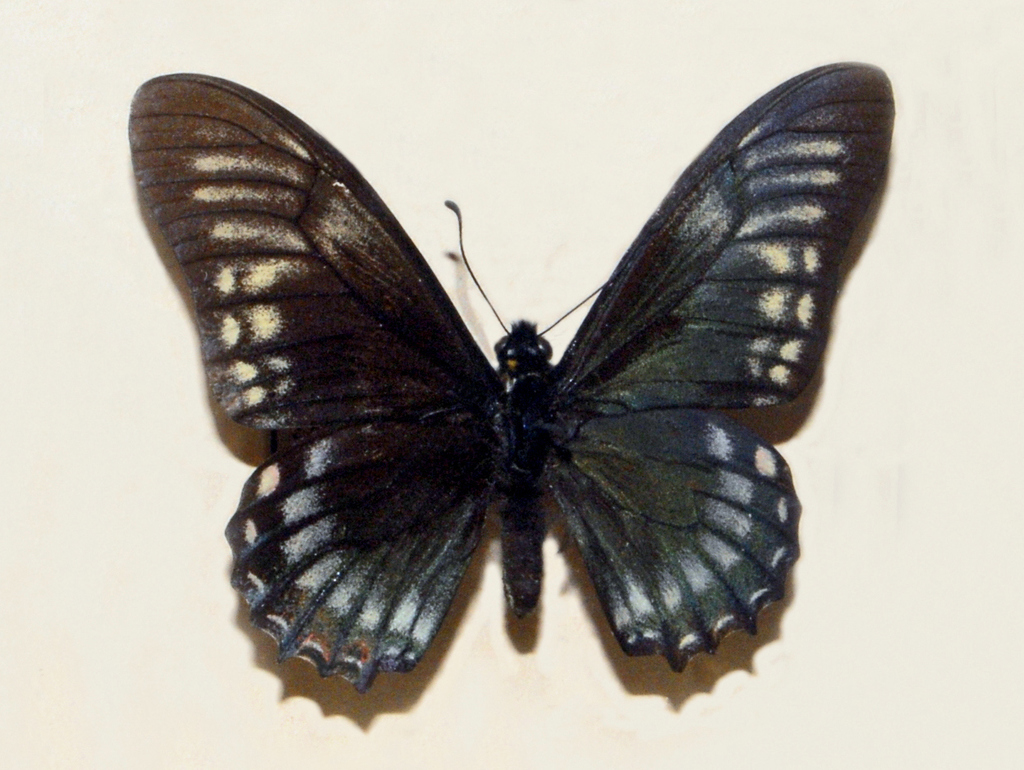 Mimoides protodamas