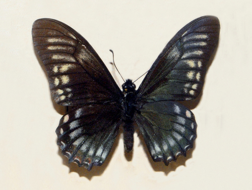 Mimoides protodamas