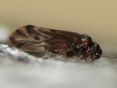 Peripsocus