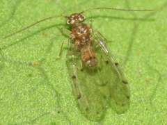 Ectopsocus californicus