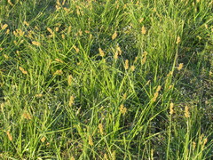 Divisae