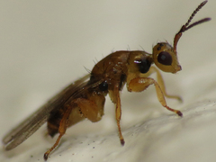 Chalcidoidea