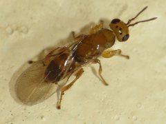 Chalcidoidea