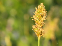 Divisae