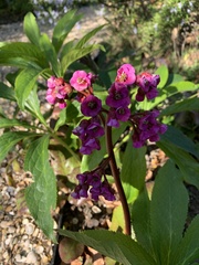 Bergenia crassifolia