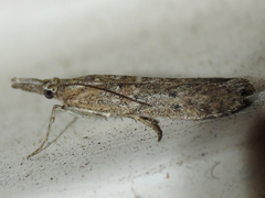 Macrorrhinia