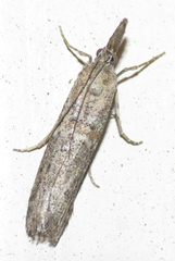 Macrorrhinia