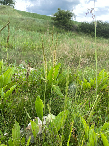 Plantago cornuti