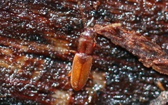 Placonotus testaceus