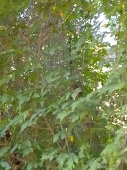 Cardiospermum grandiflorum