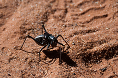 Acanthoplus discoidalis