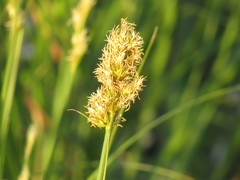 Divisae