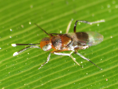 Homalotylus