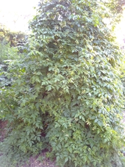 Cardiospermum grandiflorum