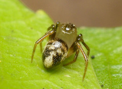 Phycosoma oecobioides