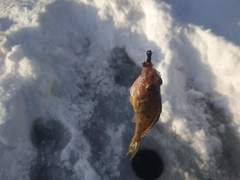 Gymnocephalus cernua