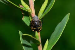 Antestiopsis cederwaldi