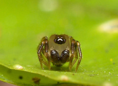 Phycosoma oecobioides