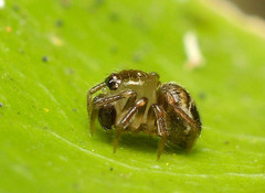 Phycosoma oecobioides