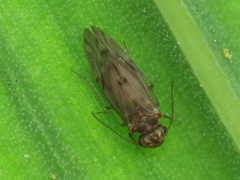 Peripsocus
