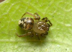 Phycosoma oecobioides