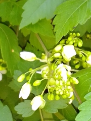 Cardiospermum grandiflorum