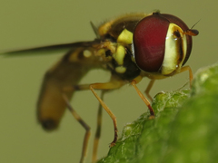 Allograpta obliqua