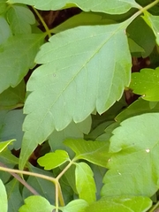 Cardiospermum grandiflorum