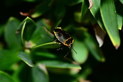 Antestiopsis cederwaldi