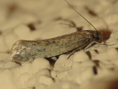 Acrolophinae