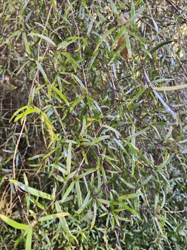 Coprosma linariifolia, photograph 3