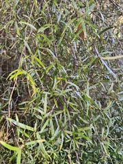 Coprosma linariifolia, photograph (c) John Barkla, some rights reserved (CC BY)