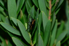 Antestiopsis cederwaldi