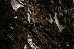 Holaspis laevis