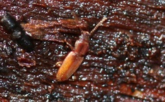 Placonotus testaceus