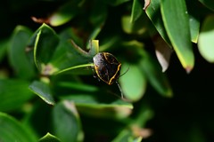 Antestiopsis cederwaldi