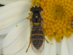 Sphaerophoria sulphuripes