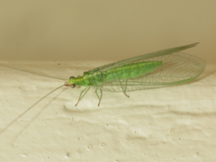 Chrysopidae