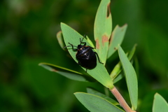 Antestiopsis cederwaldi