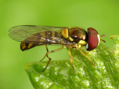 Allograpta obliqua