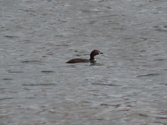 Tachybaptus ruficollis