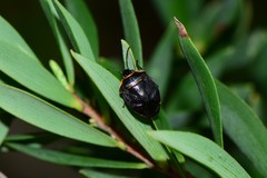Antestiopsis cederwaldi