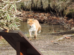 Vulpes vulpes schrencki