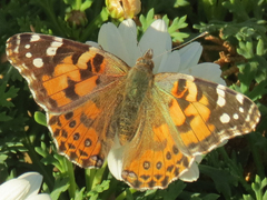 Vanessa cardui