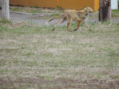 Vulpes vulpes schrencki