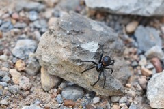 Steatoda paykulliana