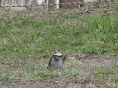 Turdus eunomus